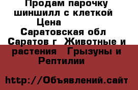 Продам парочку шиншилл с клеткой › Цена ­ 6 000 - Саратовская обл., Саратов г. Животные и растения » Грызуны и Рептилии   